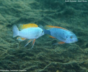 Labeotropheus trewavasae 'Namalenje Island'